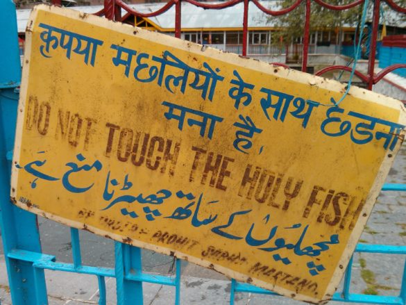 Don’t Touch The Holy Fish