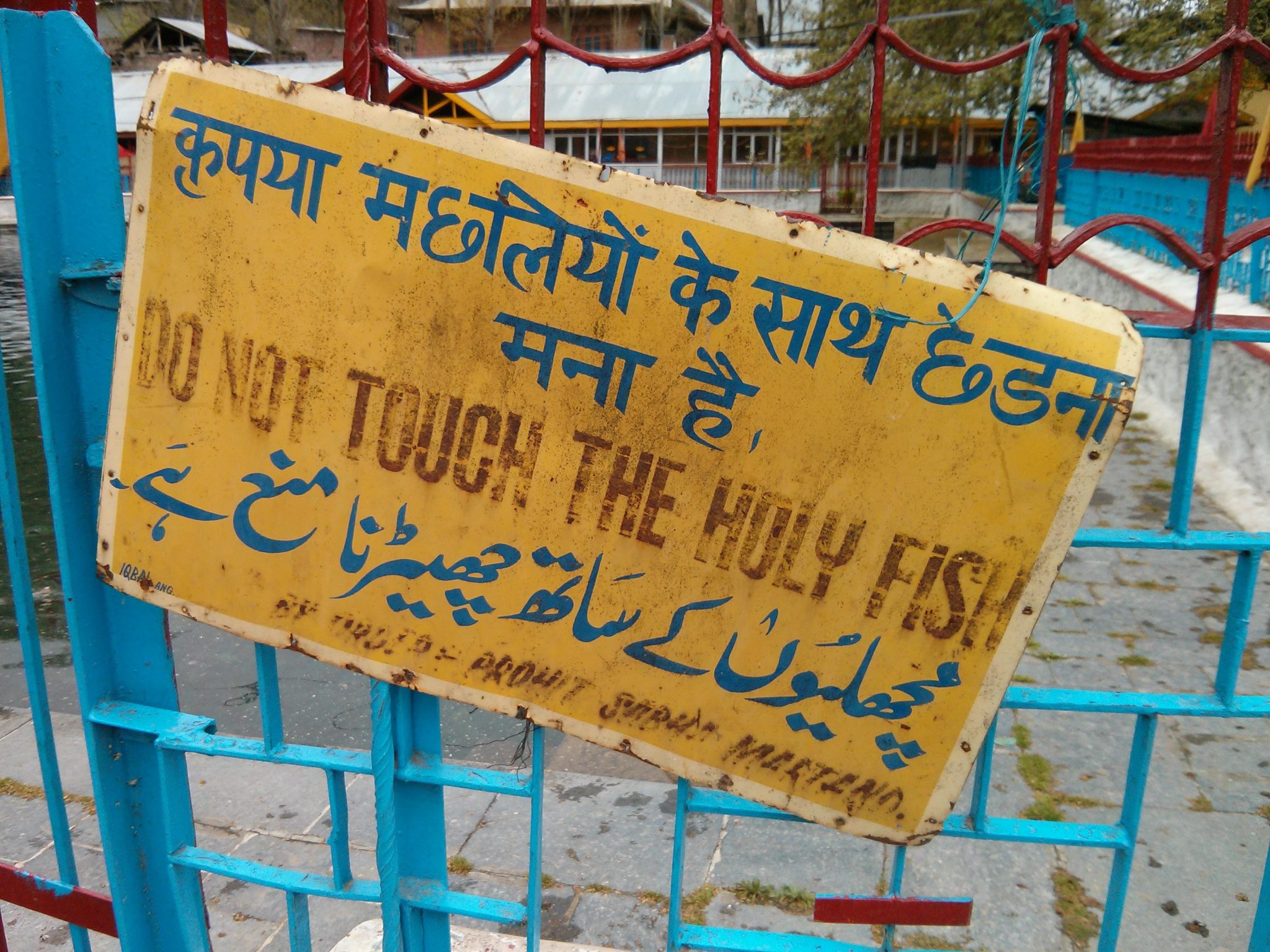 Full photo: 'Do Not Touch The Holy Fish' sign. (Kashmir, India).